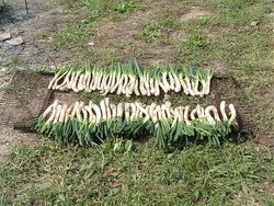 calçots.jpg