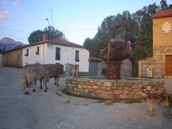 13070-redipollos-vacas.jpg