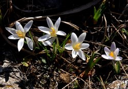 (2009-03-08) Senderismo por la Sierra de Camarolo N117.jpg