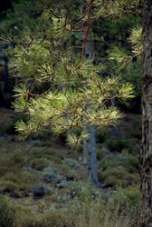 (2009-03-20) Senderismo por la Cañada del Sereno. N073.jpg