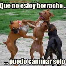 borracho perro.jpg