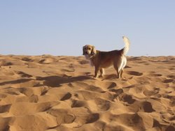 23-DUNAS DE ERG CHEBBI 09-04-2009 (2).jpg