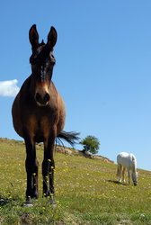 (2009-05-02) Arenas del Rey N105.jpg