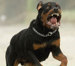 rottweiler.jpg