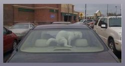 Perro, Coche,Calor, Dejar,.jpg