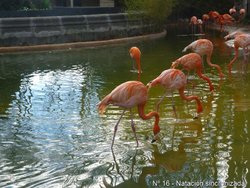 Natacion sincronizada.jpg