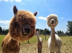 alpacas.jpg