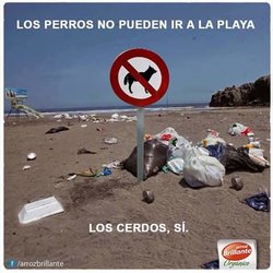 playa_cerdos.jpeg