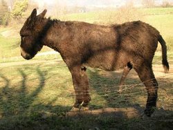 burro.miniatura[1].jpg