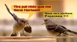 Pajara, Nido, Pajaro, Discuion, Pareja.jpg