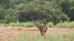 berrea_finca Las Erillas.jpg