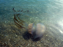 (2009-10-20) De playa en otoño P036R.jpg