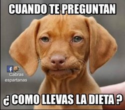 Dieta-cara-perro.jpg