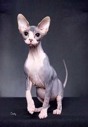 gato-sphynx.jpg