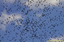 Grullas cubriendo cielo.jpg