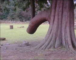 pene arbol.jpg