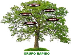 grupo-rapido.jpg