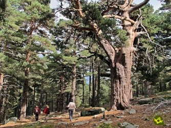 Marcas-del-Sendero-de-los-Abuelos-del-Bosque_7.jpg