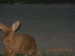 VACANCES 2007 - VALL D'ARAN 012 [DVD (PAL)].jpg