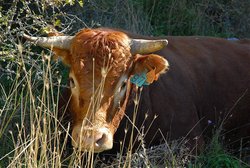 (2007-11-02) El Torcal N040 Toro.jpg