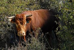 (2007-11-02) El Torcal N041 Toro.jpg