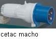 cetac macho.jpg