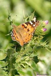 (2010-05-01) Laguna Fuente de Piedra N041.jpg