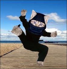 gata ninja.jpg