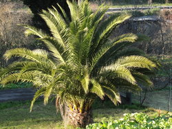 palmera.jpg