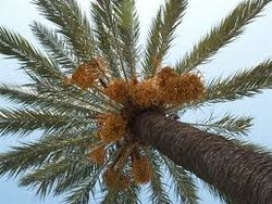 Palmera femella.jpg