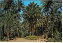 Palmera Imperial a l'Hort del Retor.jpg