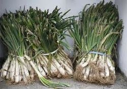 calçots.jpeg