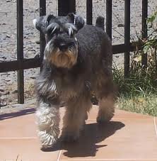 schnauzer.jpeg