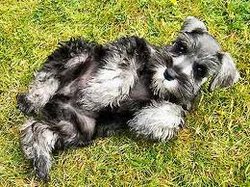 schnauzer.jpeg