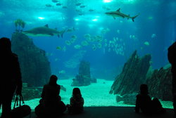 (2011-03-05) Oceanario de Lisboa N112RR.jpg