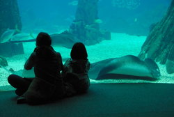 (2011-03-05) Oceanario de Lisboa N118RR.jpg