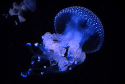 (2011-03-05) Oceanario de Lisboa N145RRR.jpg