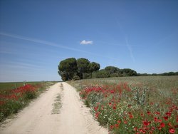 campos-con-flores-silvestres.jpg