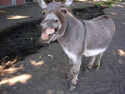 burros2[1].jpg