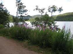 LAGO TITISEE-110711.jpg