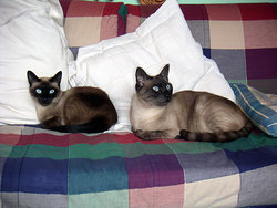 041203gatas1.jpg