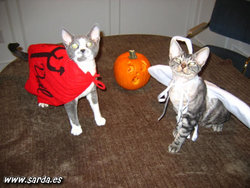 gatos_halloween.jpg