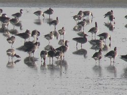 lagunas de fillafáfila ansares migratorios.JPG