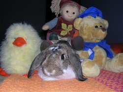 Peluche o conejo.jpg