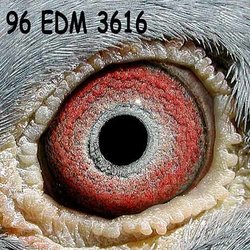 EDM-3616-96.jpg