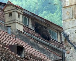 urs-brasov-mediafax-foto-parghel-mihaela[1].jpg