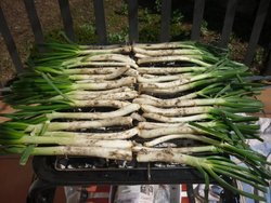 calçots 2.jpg