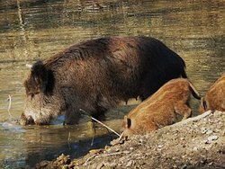 350px-Suhlende_Bache_mit_Frischlingen.JPG