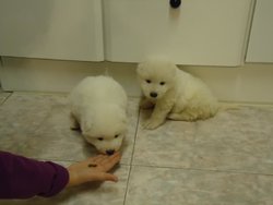 Samoyedos 31-1-2012 002.jpg