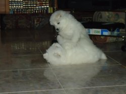 Samoyedos 12-2-2012 051.jpg